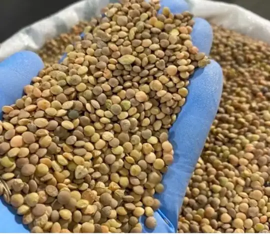 500 gr yeşil mercimek yerli 