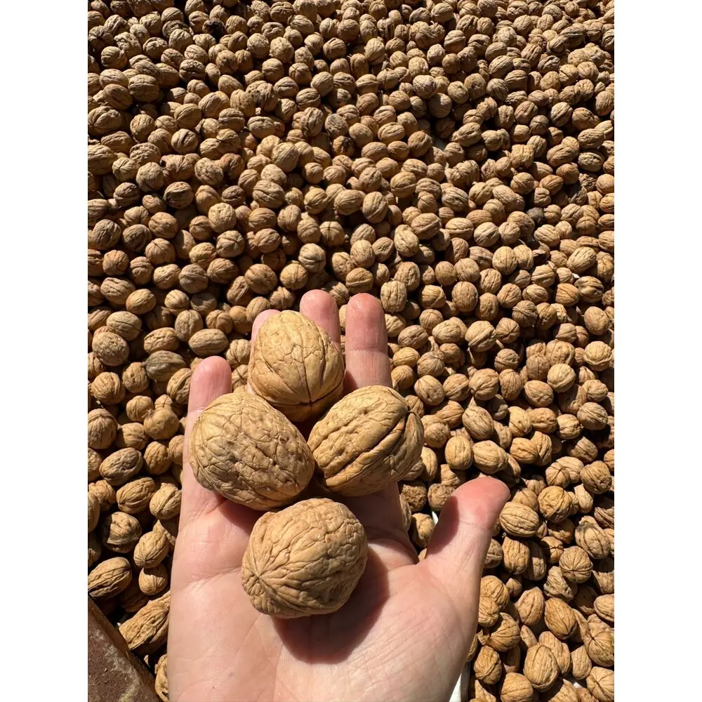 1 kg ince kabuklu ceviz